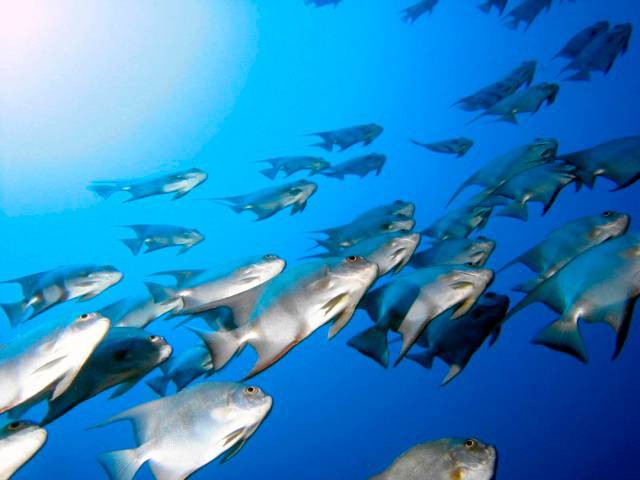 The world faces the nightmare possibility of fishless oceans by 2050