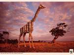Donate to the WWF campaign