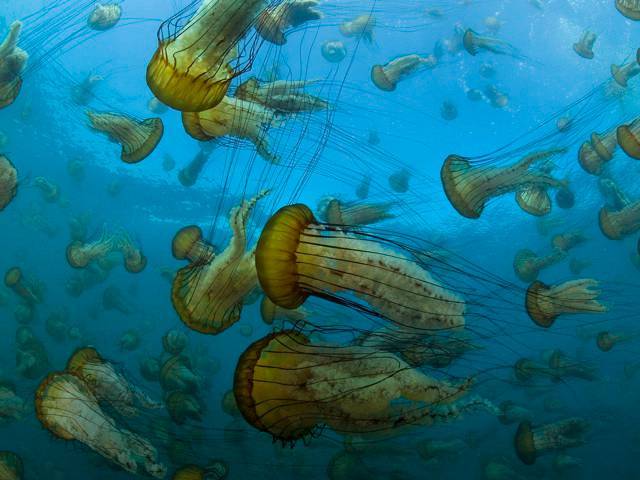 Disneynature OCEANS releasing on Blu-ray and DVD, October 19, 2010