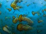 Disneynature OCEANS releasing on Blu-ray and DVD, October 19, 2010