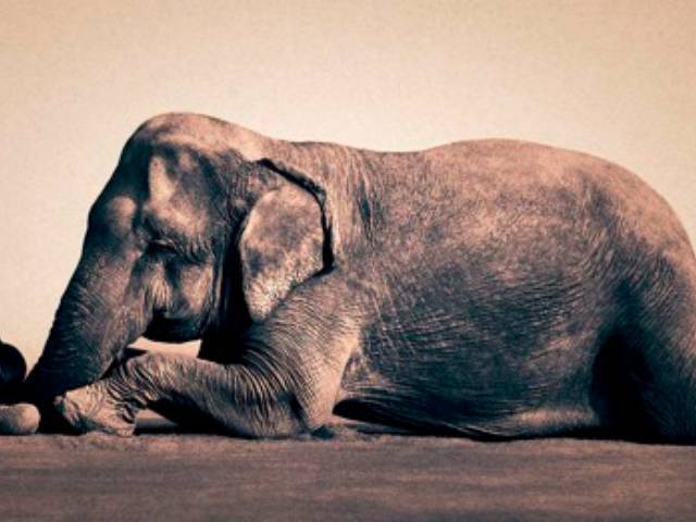 Gregory COLBERT's Ashes and Snow exhibit