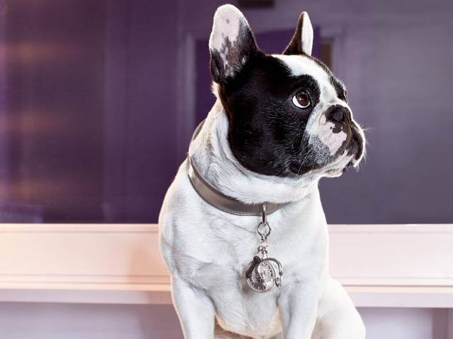Disco Dog by THOMAS SABO