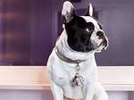 Disco Dog by THOMAS SABO
