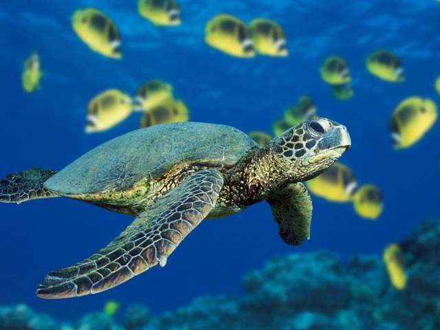 The world faces the nightmare possibility of fishless oceans by 2050
